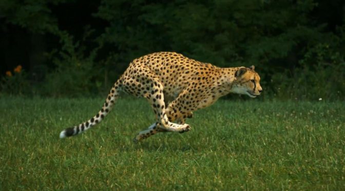 The Fastest Land Animals Our Planet