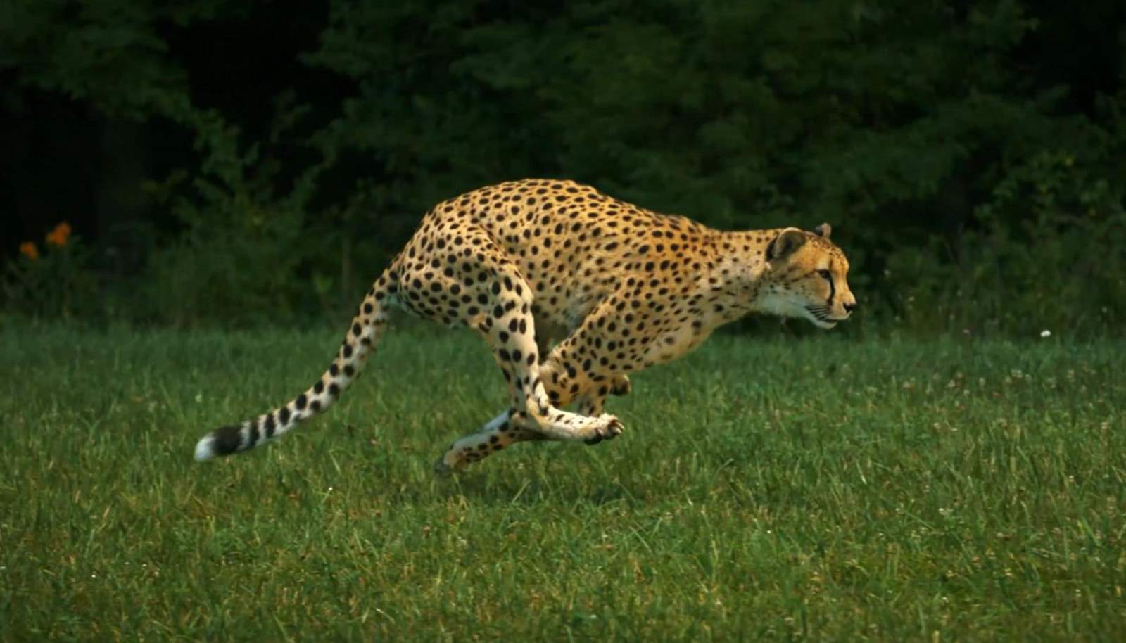 fastest land animal in the world after cheetah