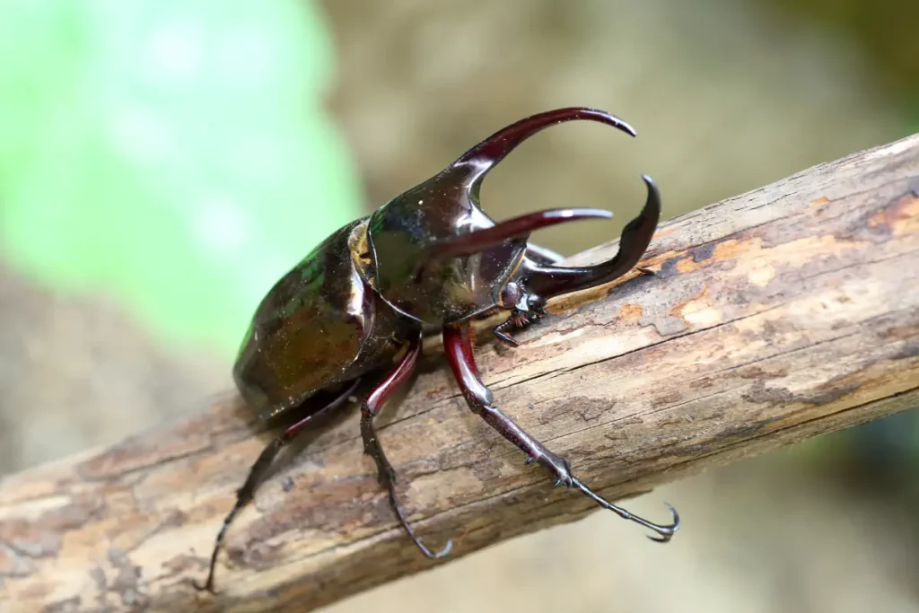 Atlas beetle (Chalcosoma atlas)