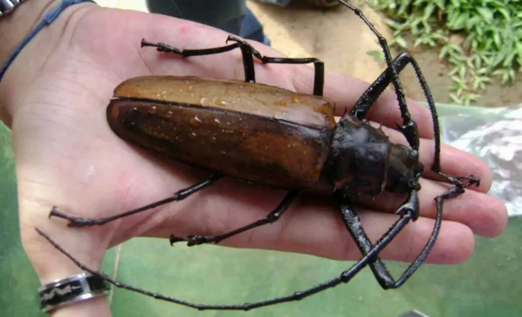 Giant longhorn beetle, one of the largest insects in the world
