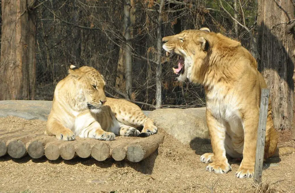 A liger couple