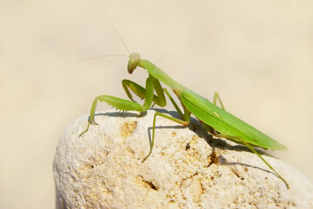 Praying mantis is one of the largest insects in the world.