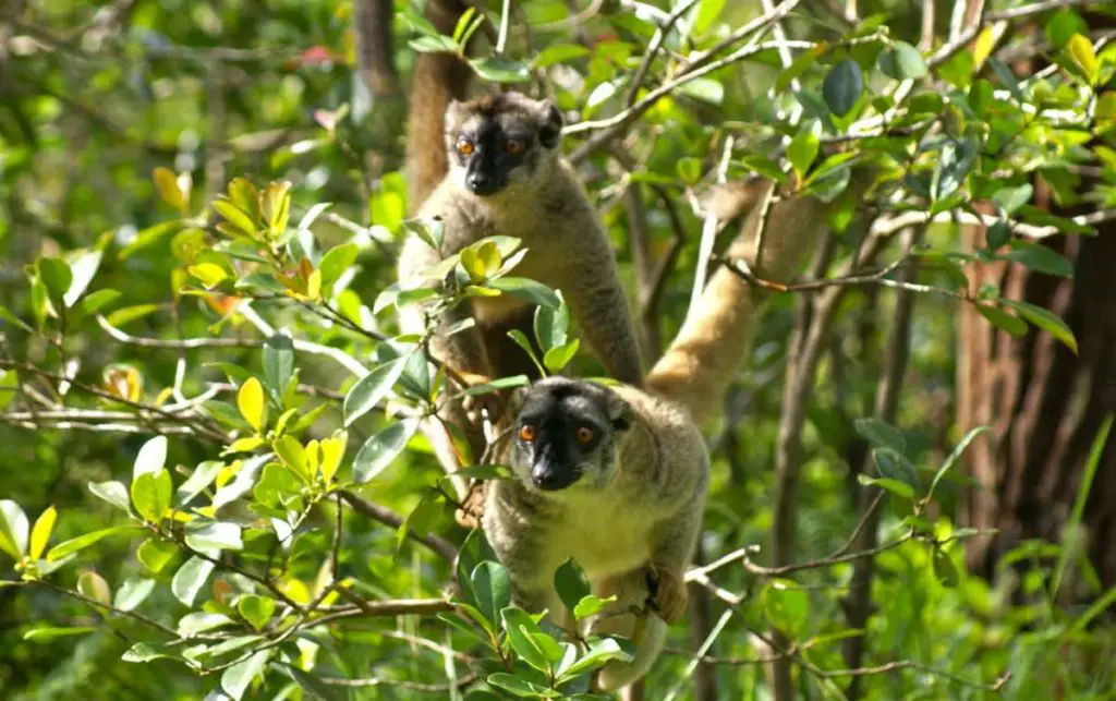Lemurs