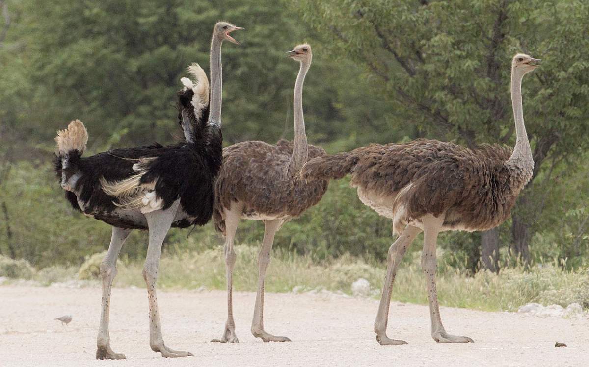 Largest bird species: Ostrich