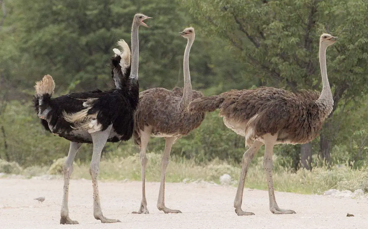 Bâtisseurs ingénieux - Marie Catherine Phanekham : Oiseaux Incroyables