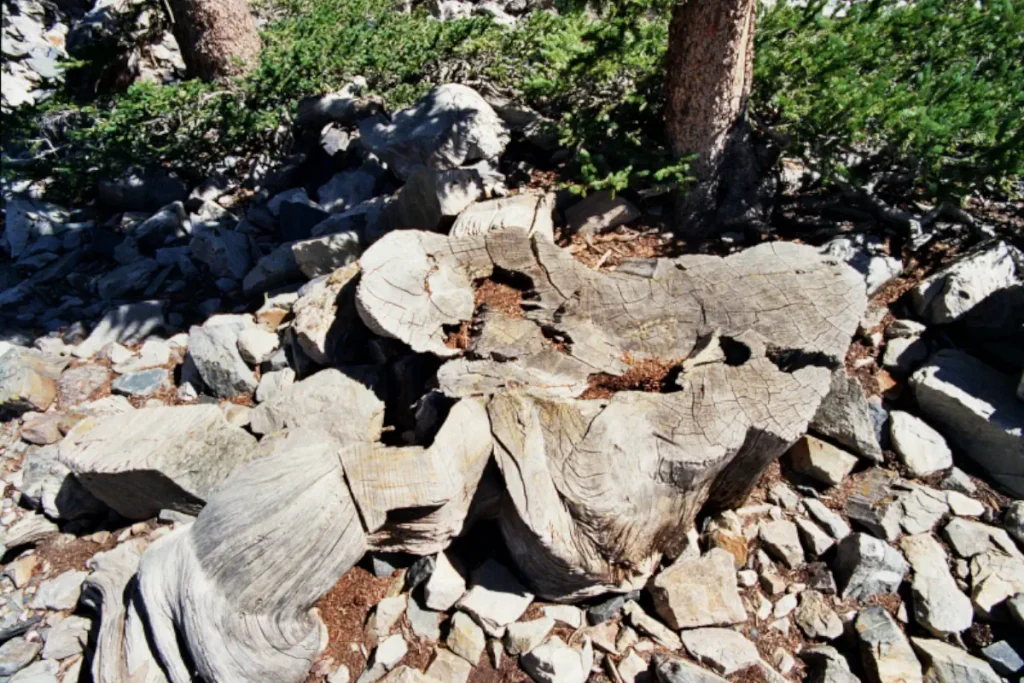 Recently lost natural wonders: The cut stump of the Prometheus tree