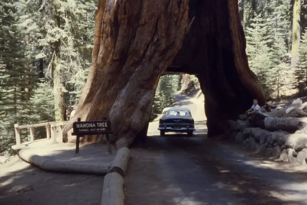 Recently lost natural wonders: Wawona Tunnel Tree