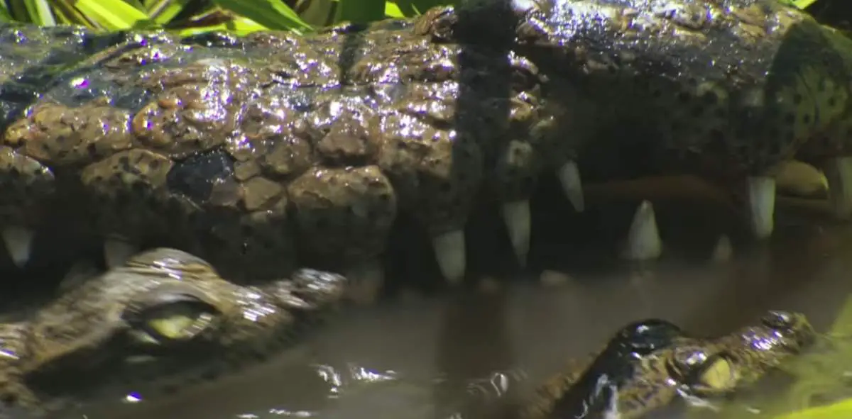 Crocodile carries her hatchlings to the water - Mother crocodile and hatchlings in the water