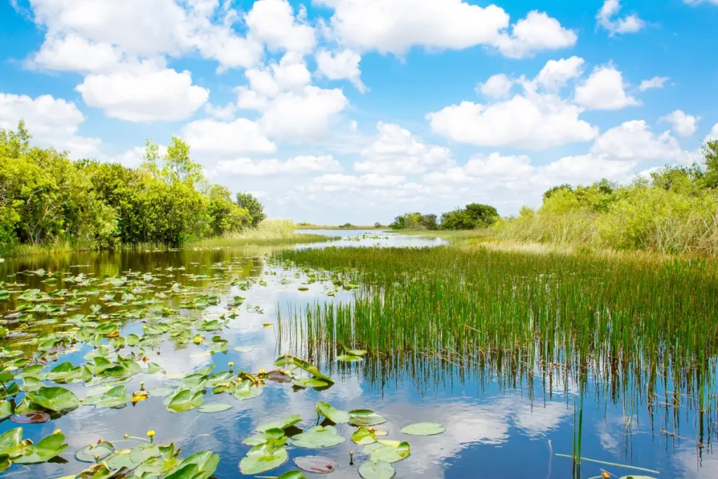 Florida wetland