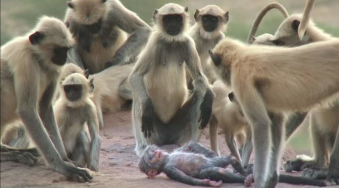 Monkeys accidentally kill a robot baby