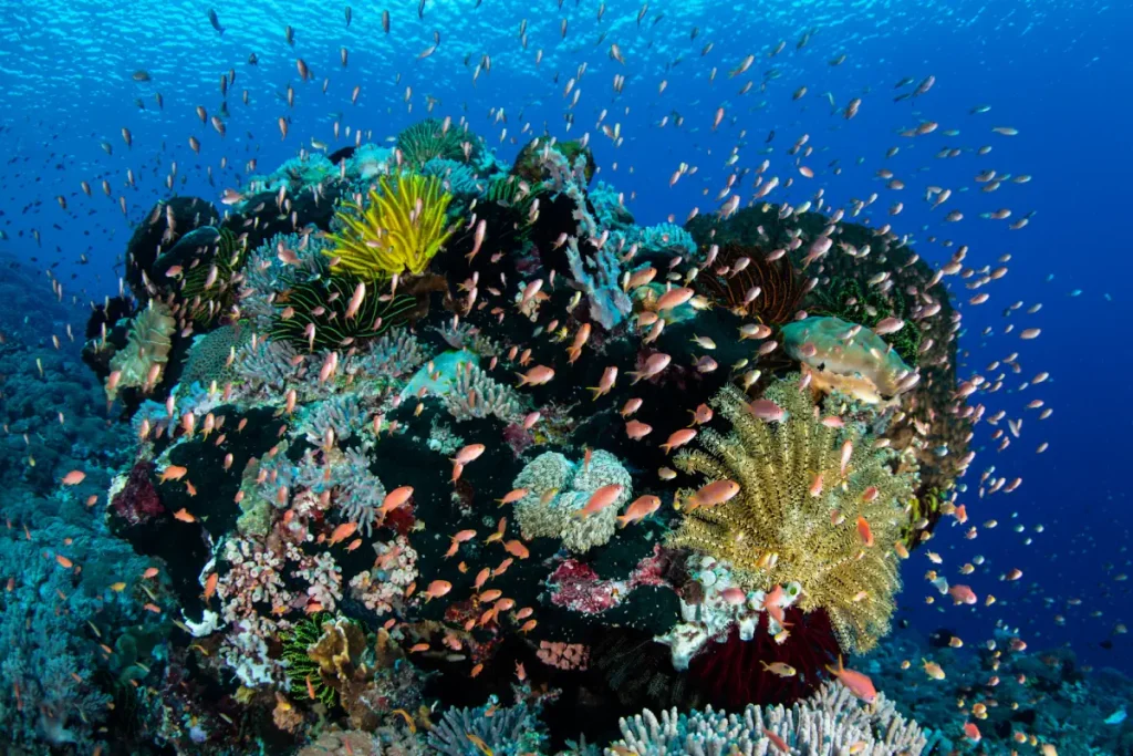 Coral reef