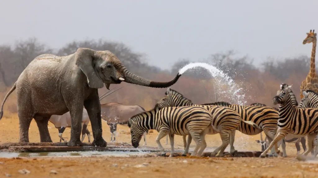 Elephant spraying zebras with water to keep them away from waterhole