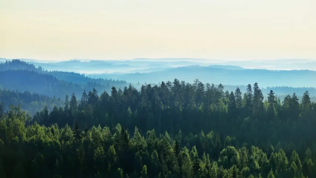 Forest