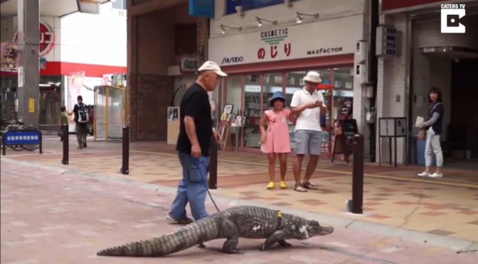 Japanese man walks with caiman