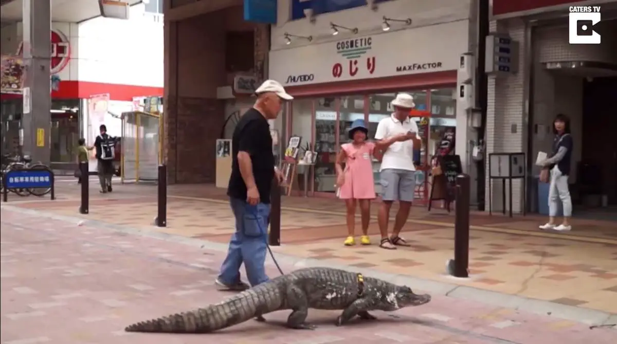 Japanese Man Lives With Pet Caiman