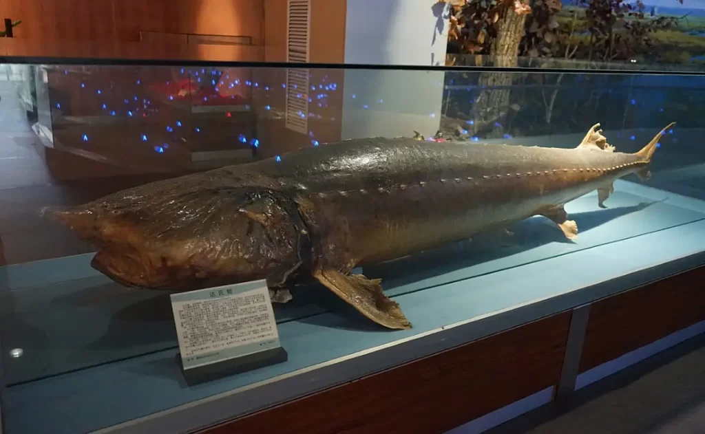 Largest fish pecies: Kaluga