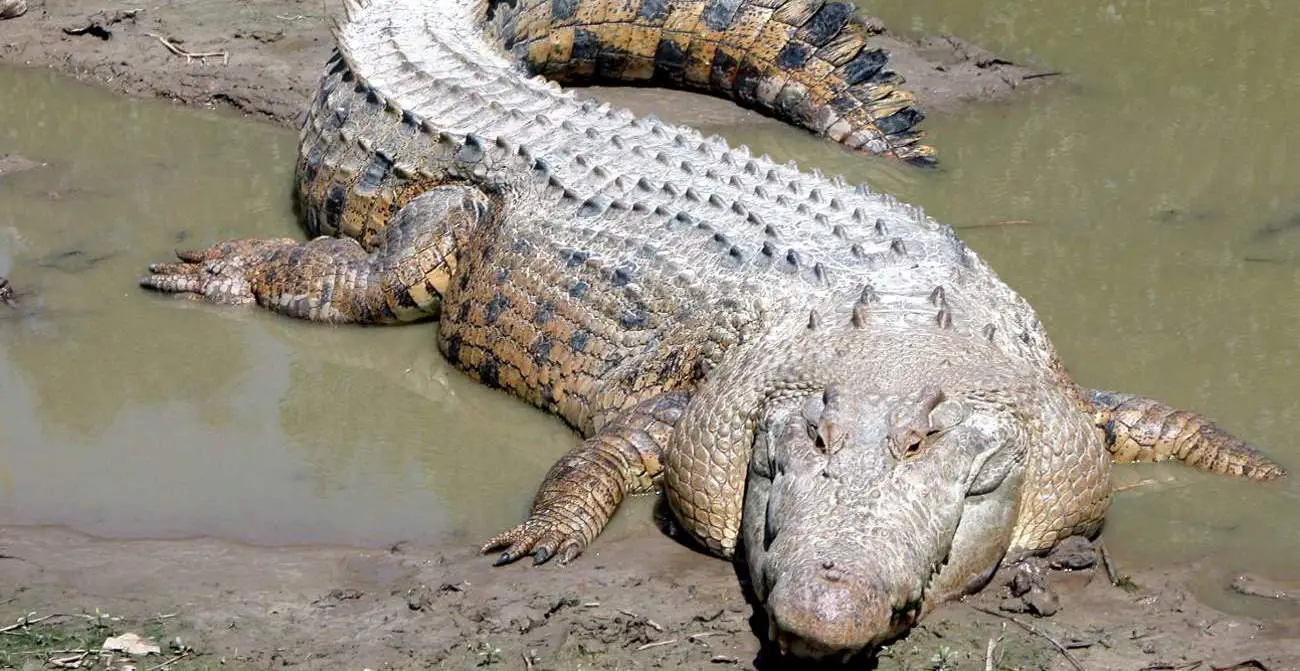 CrocBITE - Saltwater crocodile