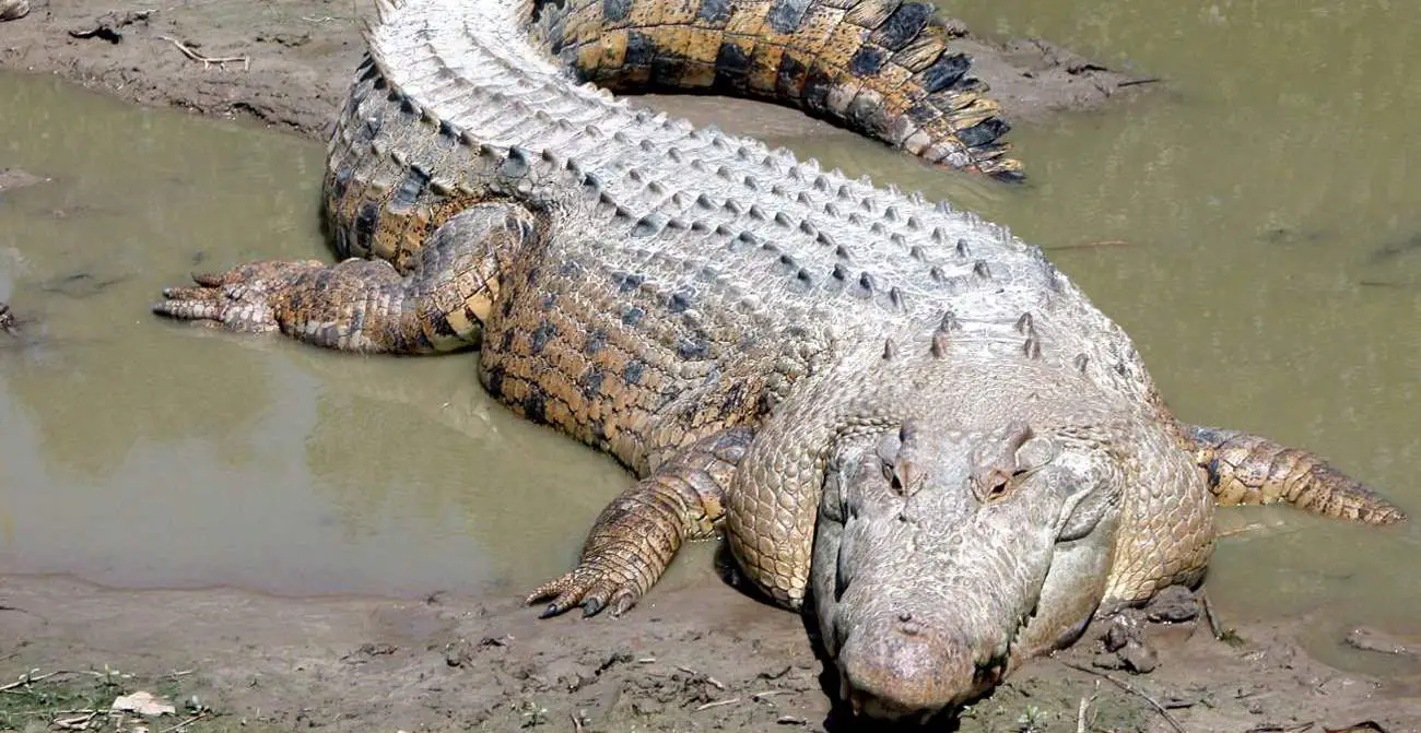 google show me a picture of a crocodile