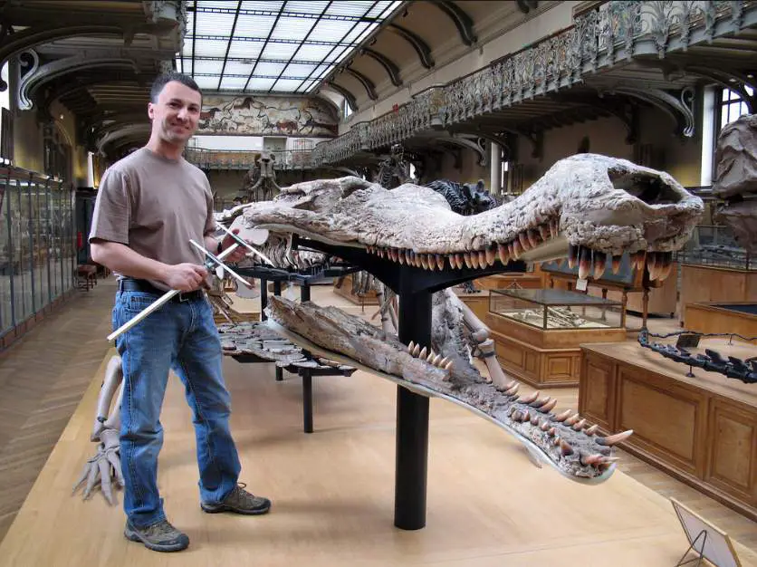 Crocodile facts: Sarcosuchus skull next to a human