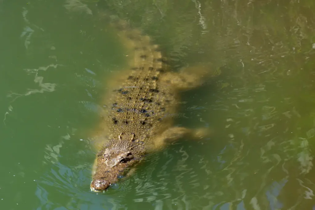 CrocBITE worldwide crocodilian attack database: Australian saltwater crocodile swimming