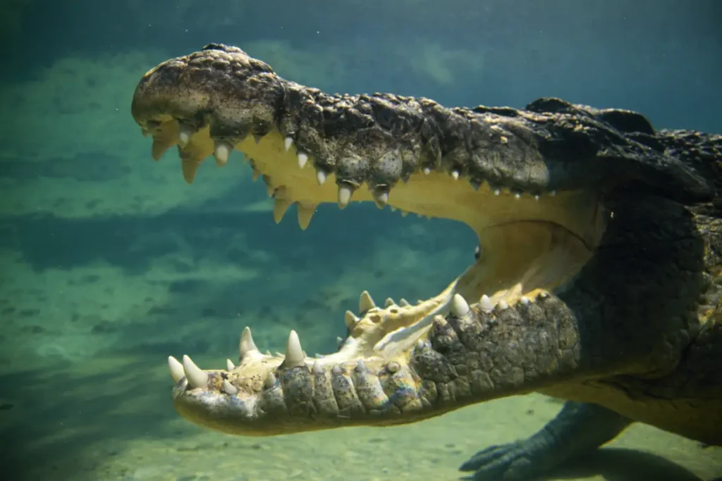 Crocodile facts: they can keep their jaw open underwater