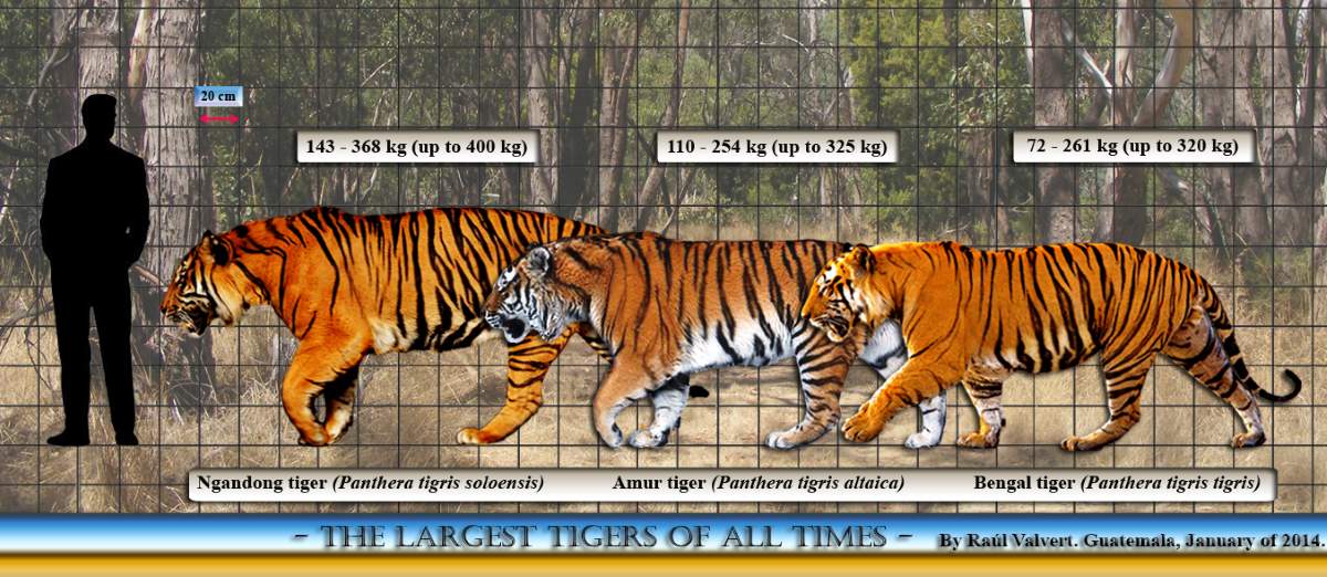 Grootste prehistorische katten: Vergelijking grootte Ngandong-tijger