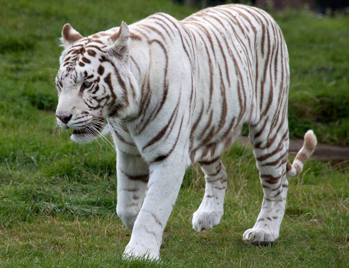 White tiger - Our Planet