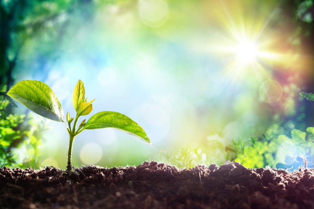 Growing Sprout - Beginning Of A New Life