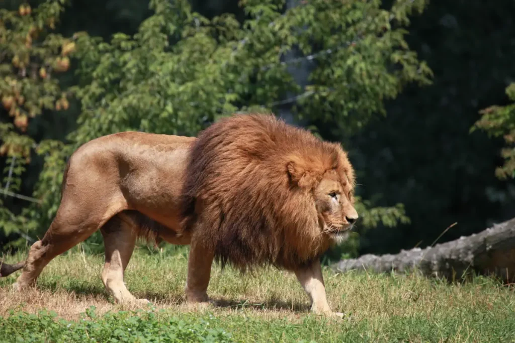 Lion facts: A very big African lion