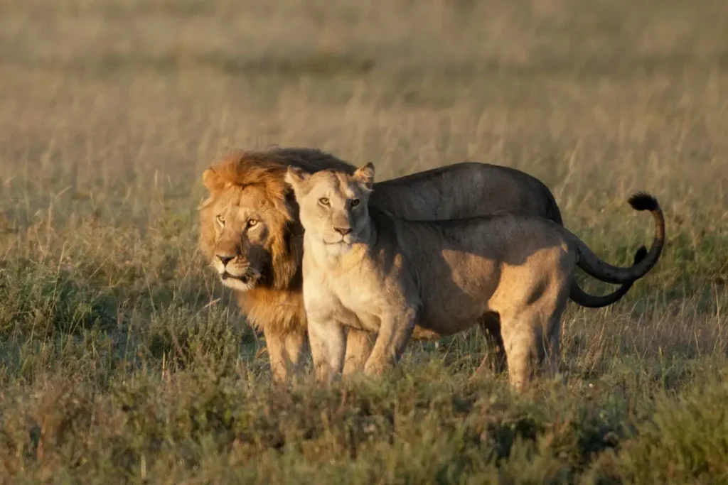 A lion and a lioness at the Serengeti National Park