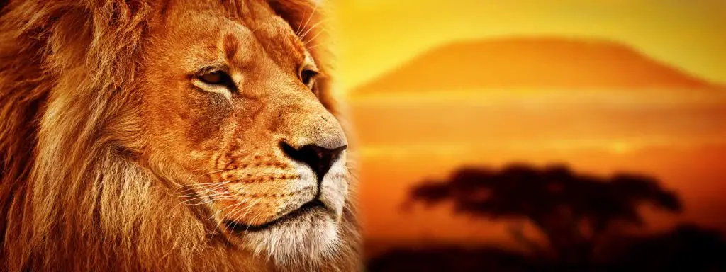 Lion facts - A portrait of a male lion