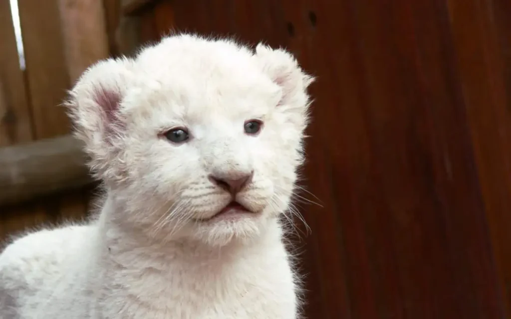 A cute white lion cub