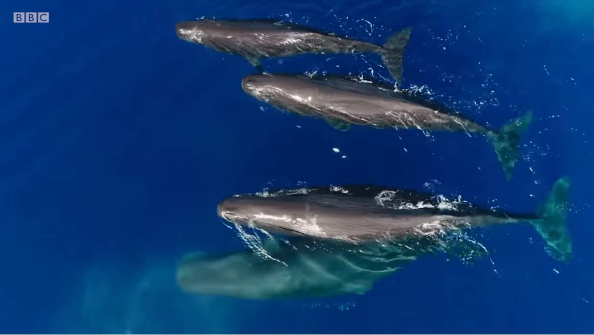 Blue Planet II (BBC), the whales