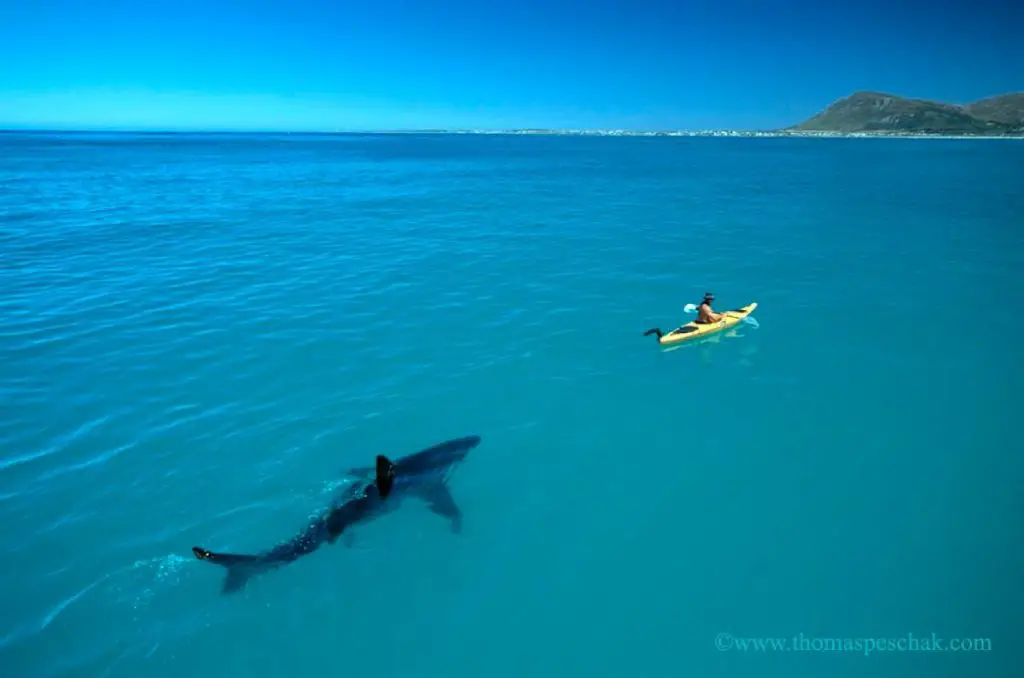 Great white shark following a kayak