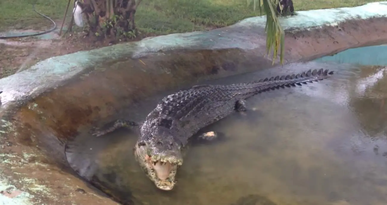 saltwater crocodile largest anaconda ever recorded