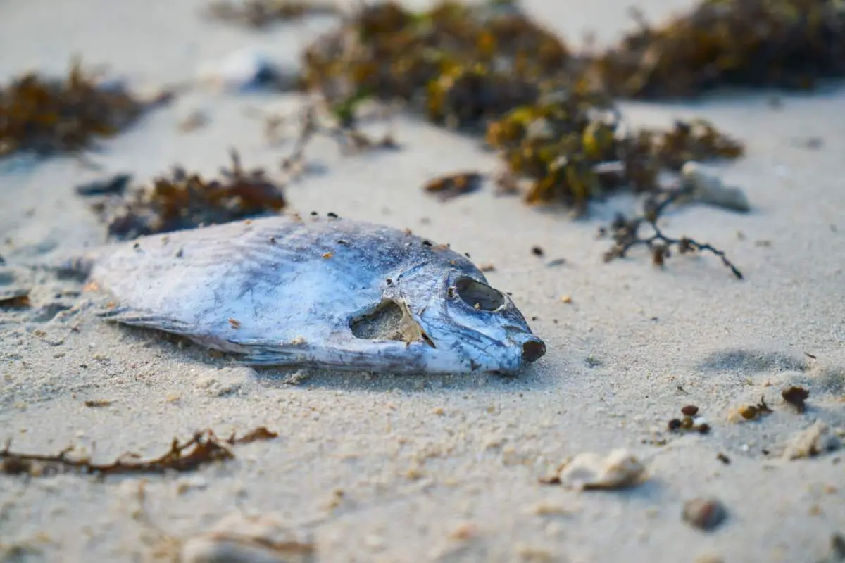 What causes mass death of fish & marine wildlife - dead fish