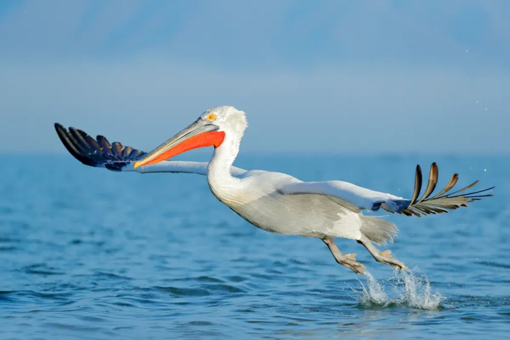 Largest birds in the world: A Dalmatian pelican in Lake Kerkini, Greece