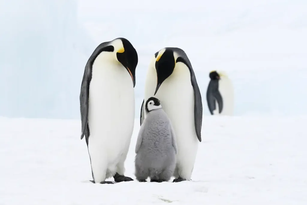 The largest bird species in the world: An Emperor Penguin family