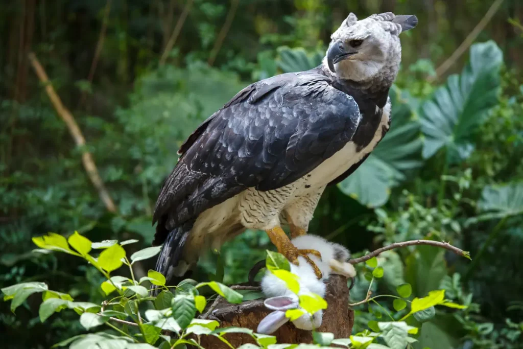 Harpy Eagle, the heaviest and bulkiest bird of prey in the world