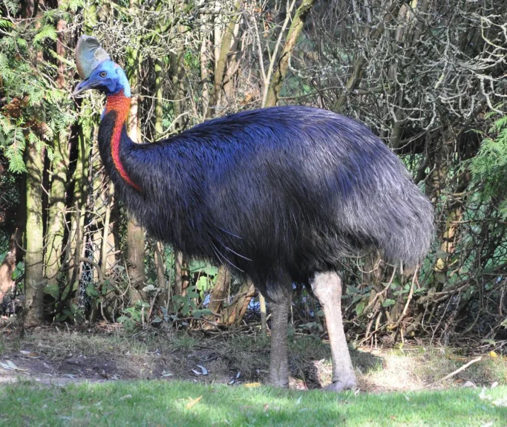 The largest bird species in the world: Northern cassowary