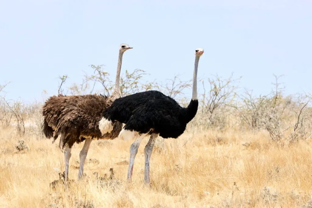 Largest birds: An Ostrich pair