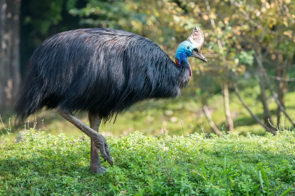 The largest bird species in the world: Southern cassowary