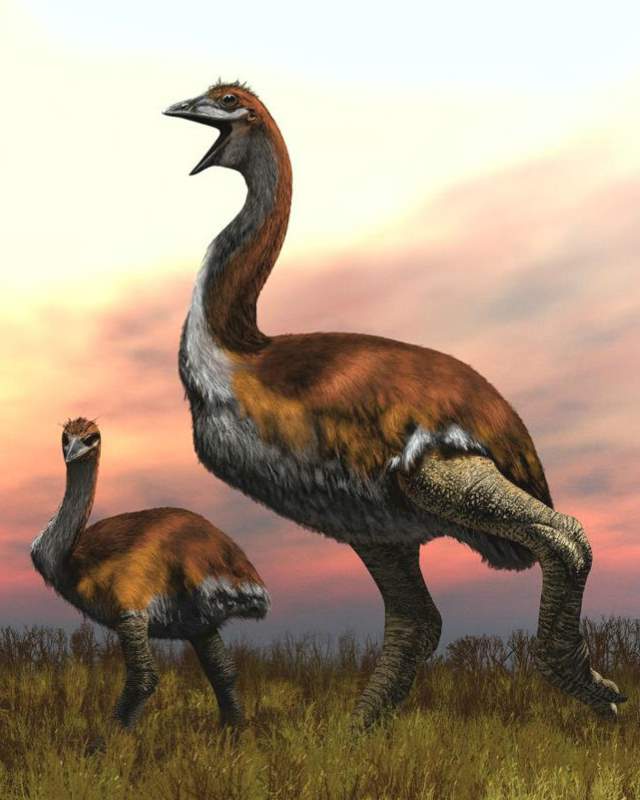 Vorombe titan: the largest bird ever lived