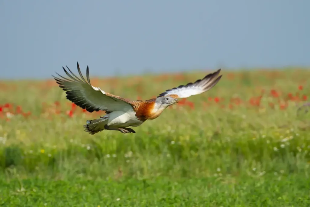 Largest birds in the world: Great bustard