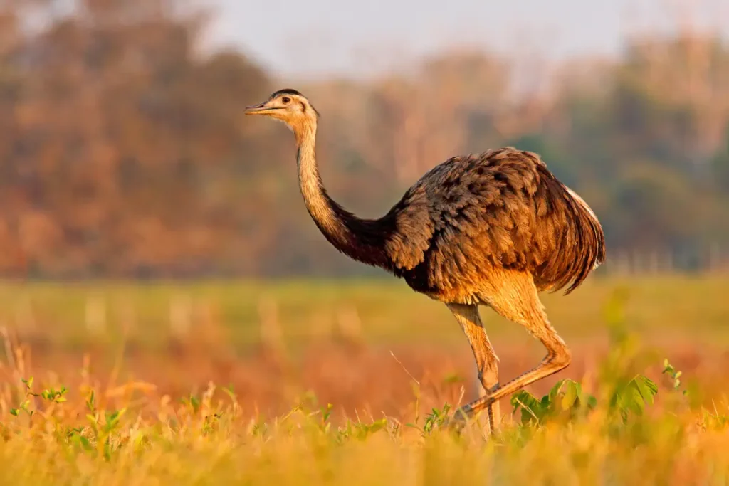 The largest bird species in the world: Greater Rhea