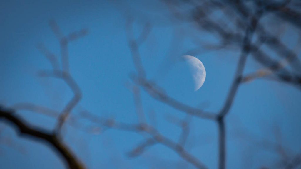 Phases of the moon: half moon