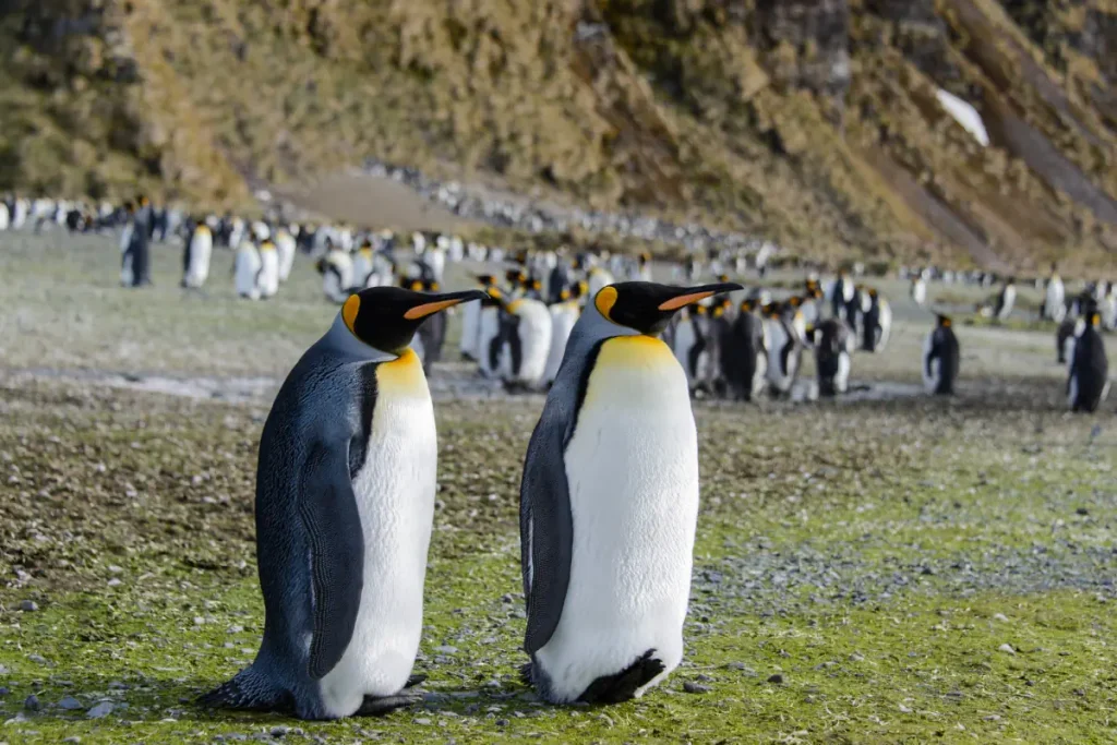 Largest birds in the world: King penguins in the South Georgia Island