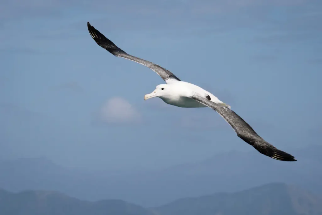 Wandering Albatross