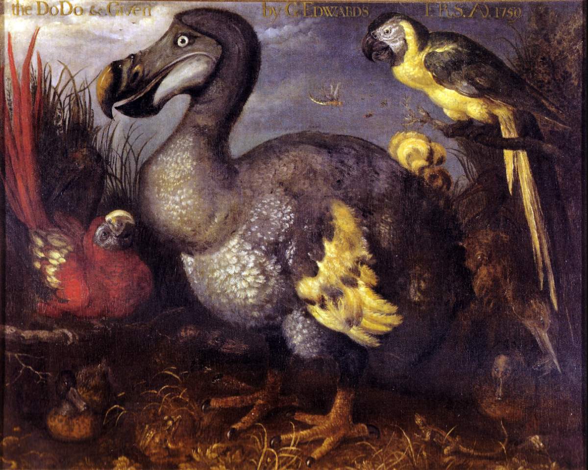 Extinction: Edwards' Dodo (Savery)