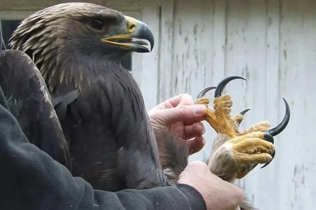 Golden eagle claws
